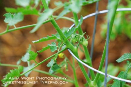 Tomato and Tobacco Hornworms Image